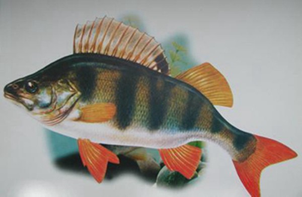 迪慶藏族自治州紅龍魚價格2688貴嗎？