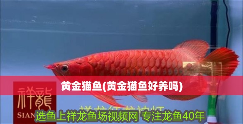 迪慶藏族自治州紅龍魚價格2688貴嗎？