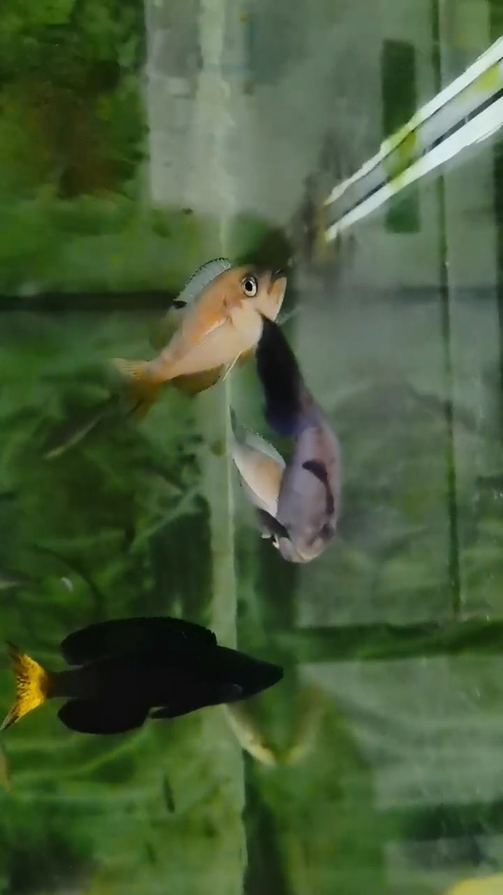 墨水畫