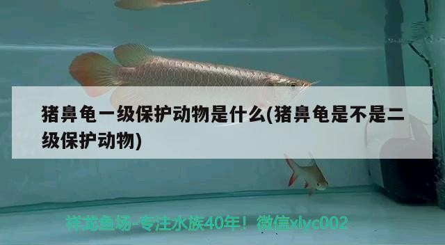 魚缸過濾器選購指南:自制魚缸過濾器魚缸上置過濾器對于養魚愛好者的必備知識 豬鼻龜一級保護動物是什么(豬鼻龜是不是二級保護動物) 豬鼻龜百科 豬鼻龜一級保護動物是什么(豬鼻龜是不是二級保護動物) 豬鼻龜一級保護動物是什么(豬鼻龜是不是二級保護動物) 豬鼻龜百科