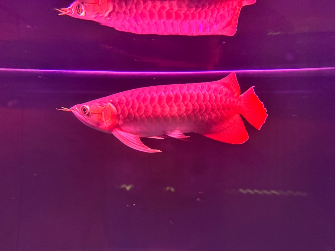 紅龍長挺快