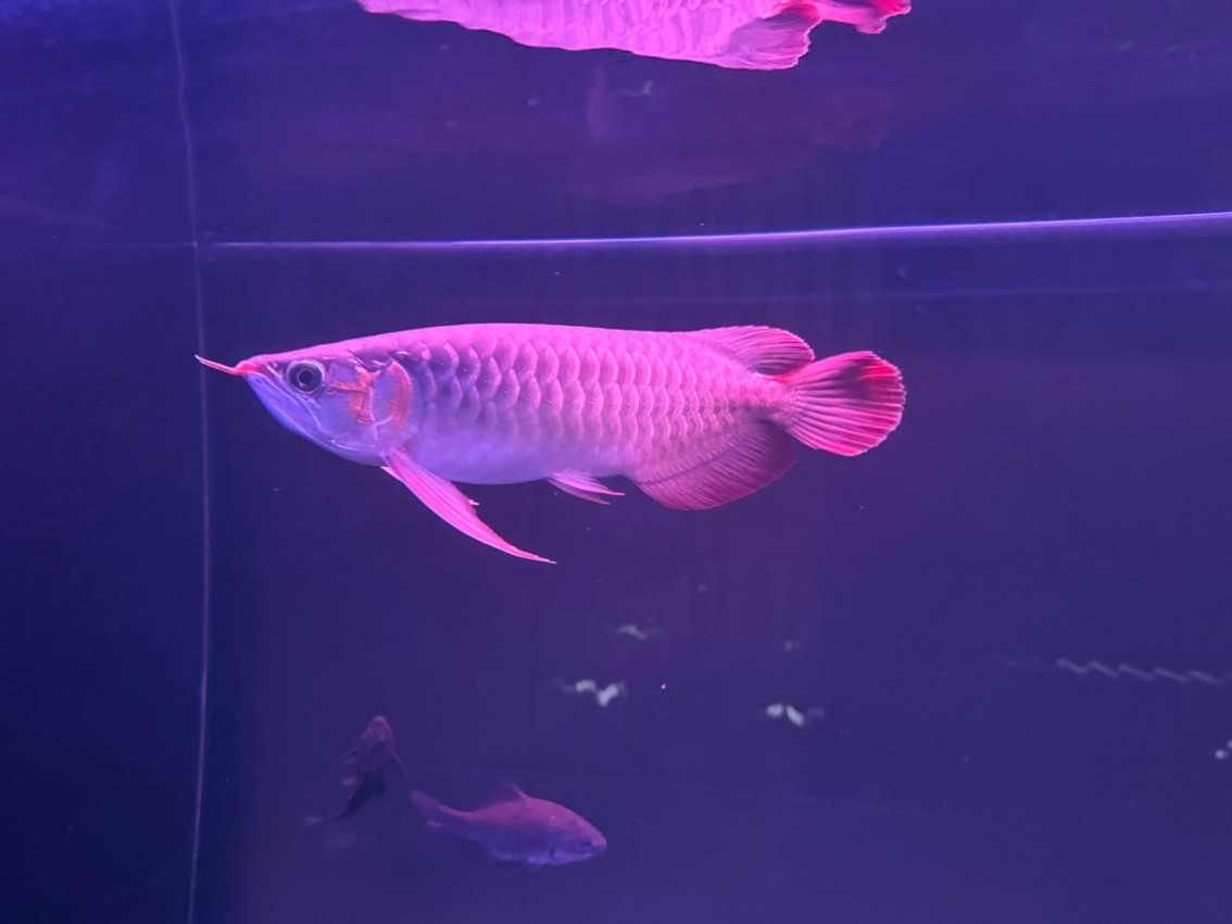紅龍長挺快