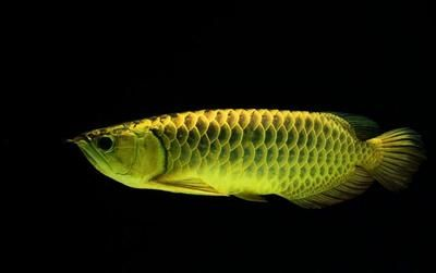 紅龍魚呼吸有點張嘴怎么回事：紅龍魚為什么會張嘴呼吸