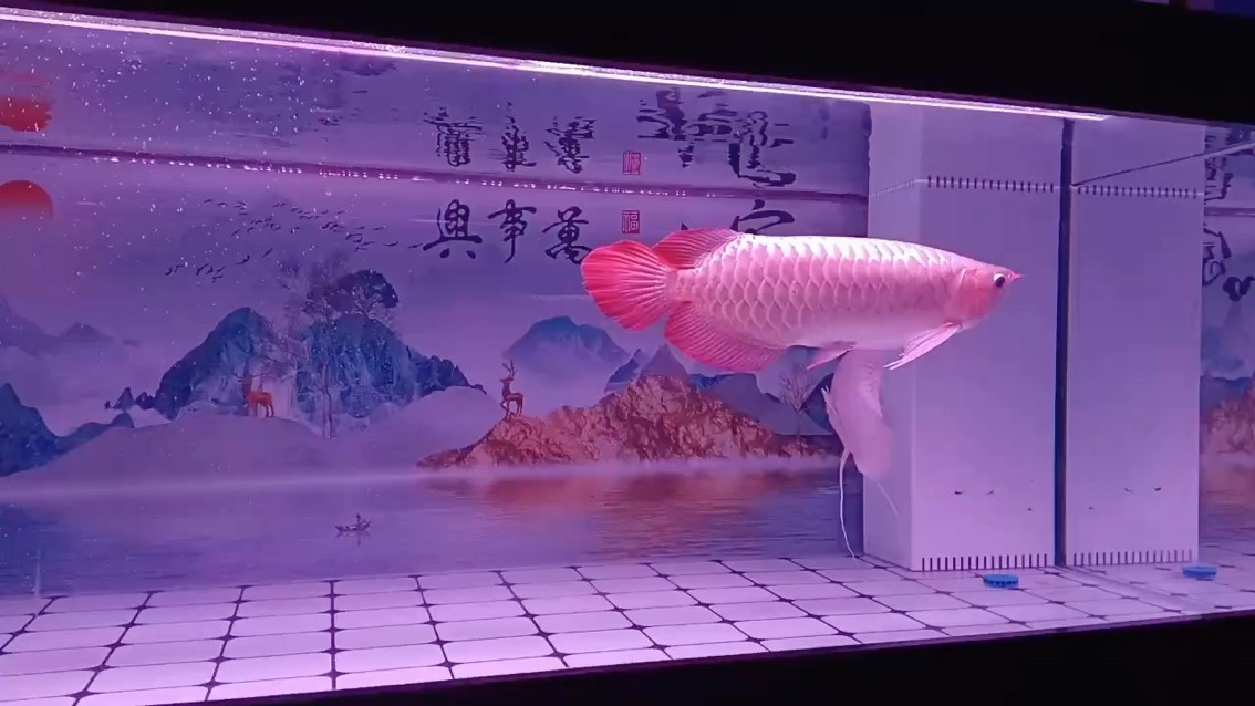 發個視頻 打個卡