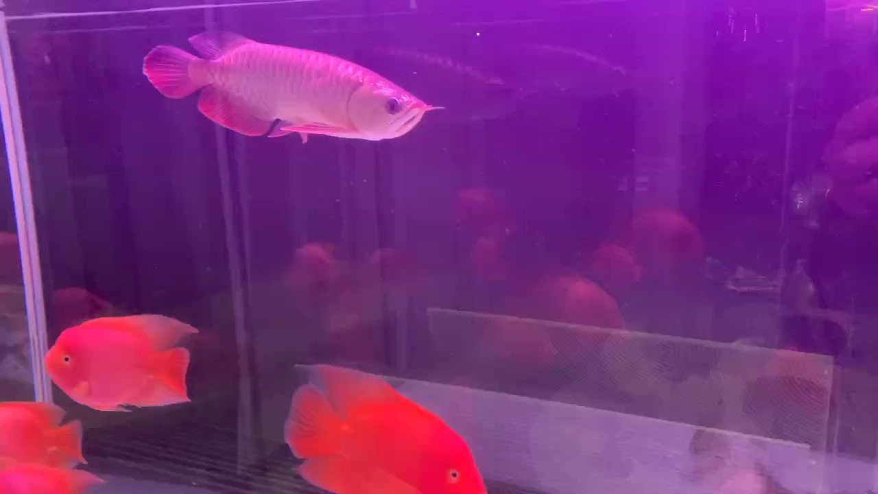 一天兩條大蝦仁??，食量超好