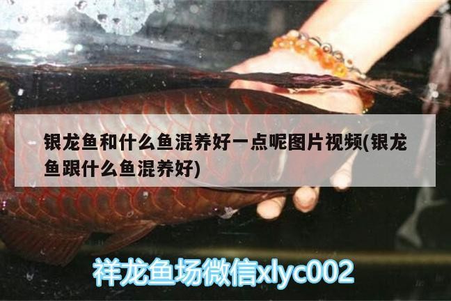 銀龍魚和什么魚混養好一點呢圖片視頻(銀龍魚跟什么魚混養好)