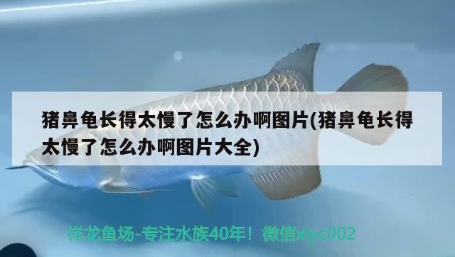 豬鼻龜長得太慢了怎么辦啊圖片(豬鼻龜長得太慢了怎么辦啊圖片大全)