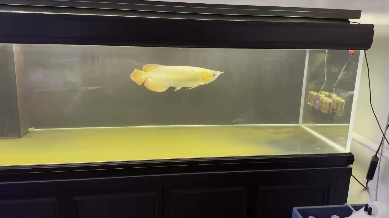 魚缸用增氧泵價格是多少:魚缸增氧機-xtrac增氧機-xtrac增氧機 一眉混失敗了 全被吃了混養的時候想單養 現在單養了又想混養各位大哥大姐幫忙出出主意加點啥佩魚好 龍魚論壇 一眉混失敗了 全被吃了混養的時候想單養 現在單養了又想混養各位大哥大姐幫忙出出主意加點啥佩魚好 一眉混失敗了 全被吃了混養的時候想單養 現在單養了又想混養各位大哥大姐幫忙出出主意加點啥佩魚好 龍魚論壇