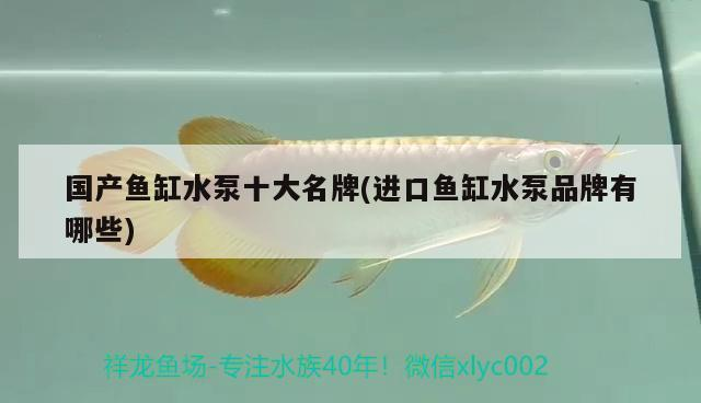 福州哪里有魚缸批發市場賣的魚