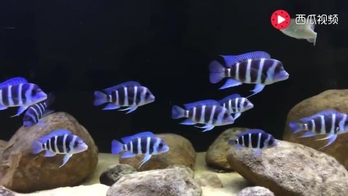 善十魚缸，善十魚缸特點(diǎn)介紹