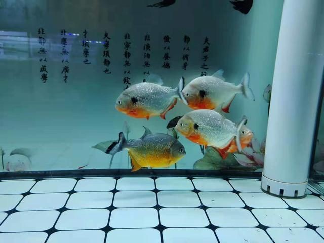 善十魚缸，善十魚缸特點(diǎn)介紹