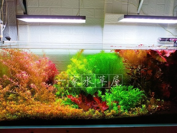 看到大家這么熱情，我又回來了