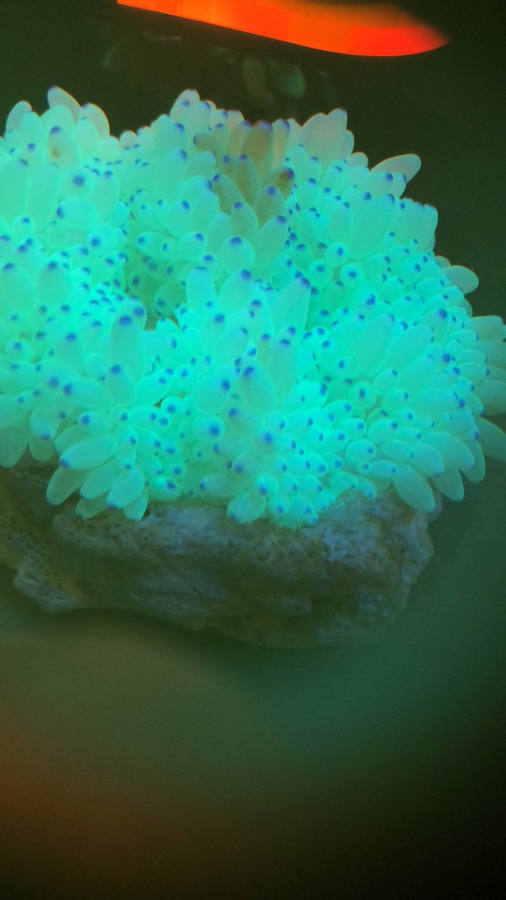 龍魚干蝦有營養嗎 那位高手知道公主海葵上面有一坨變灰了, 龍魚論壇 那位高手知道公主海葵上面有一坨變灰了, 那位高手知道公主海葵上面有一坨變灰了, 龍魚論壇