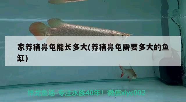 家養豬鼻龜能長多大(養豬鼻龜需要多大的魚缸)