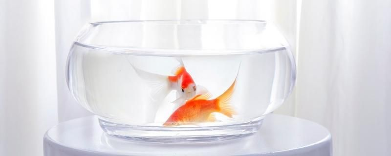 大魚缸怎么加熱水：冬季如何給大魚缸加熱水？