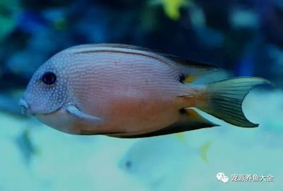 紅龍魚繁殖水質(zhì)過濾系統(tǒng)選擇：紅龍魚水質(zhì)過濾系統(tǒng)的選擇