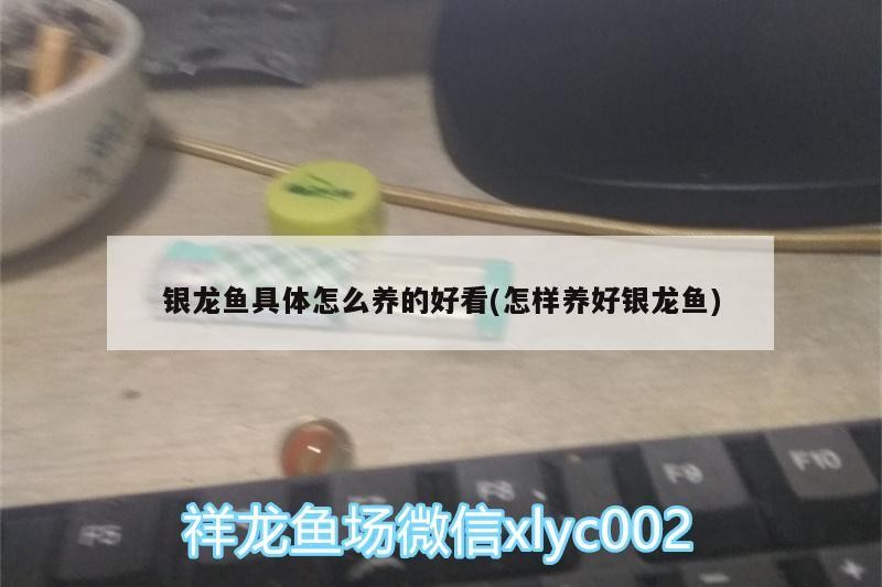 銀龍魚具體怎么養的好看(怎樣養好銀龍魚)