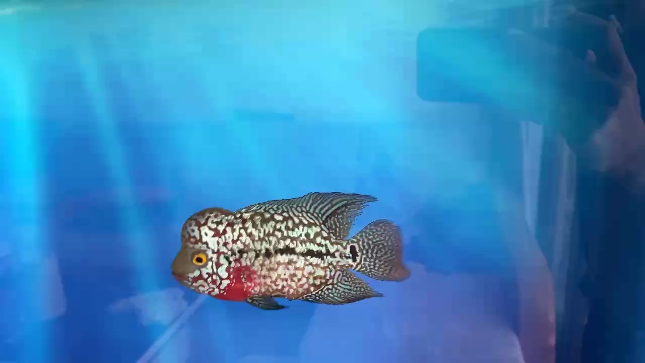 下缸一天恢復好多了 下缸一天恢復好多了 龍魚論壇