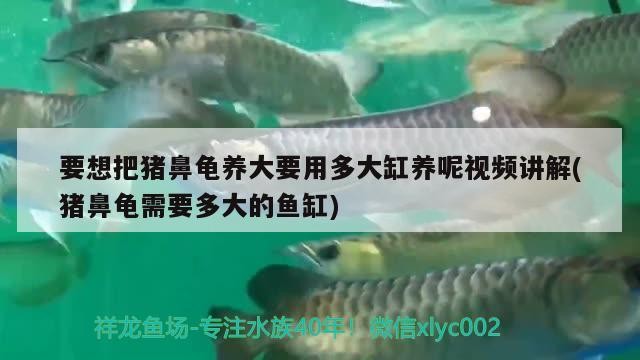 要想把豬鼻龜養大要用多大缸養呢視頻講解(豬鼻龜需要多大的魚缸) 要想把豬鼻龜養大要用多大缸養呢視頻講解(豬鼻龜需要多大的魚缸) 豬鼻龜百科