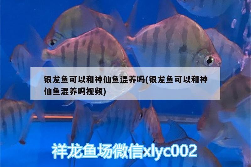 銀龍魚可以和神仙魚混養嗎(銀龍魚可以和神仙魚混養嗎視頻)