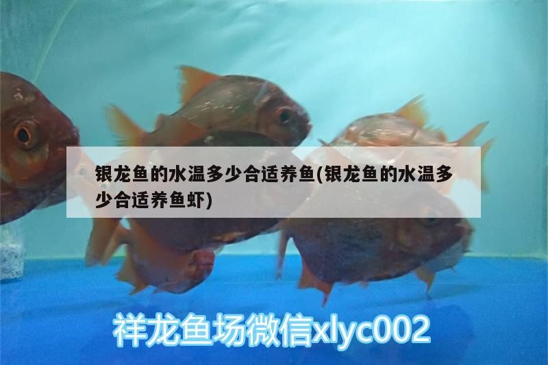 銀龍魚的水溫多少合適養魚(銀龍魚的水溫多少合適養魚蝦)