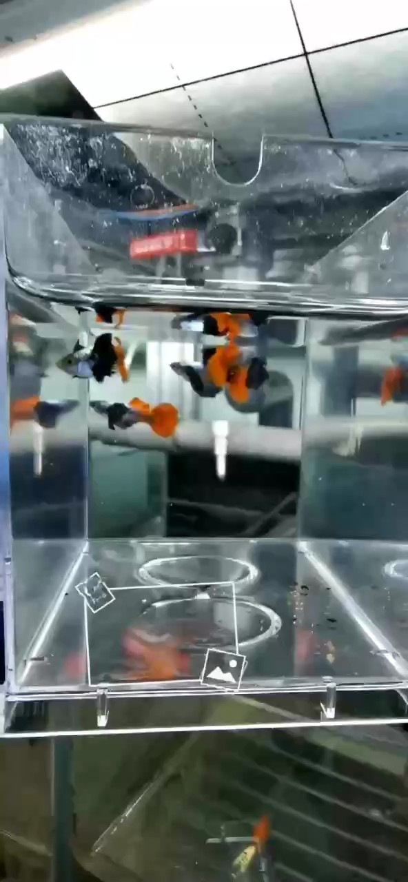 越系原線白金象耳。純進(jìn)口魚。