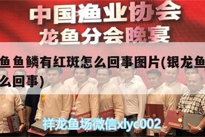 銀龍魚魚鱗有紅斑怎么回事圖片(銀龍魚鱗發(fā)紅怎么回事) 銀龍魚魚鱗有紅斑怎么回事圖片(銀龍魚鱗發(fā)紅怎么回事) 銀龍魚百科