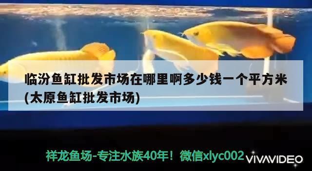 臨汾魚缸批發市場在哪里啊多少錢一個平方米(太原魚缸批發市場)