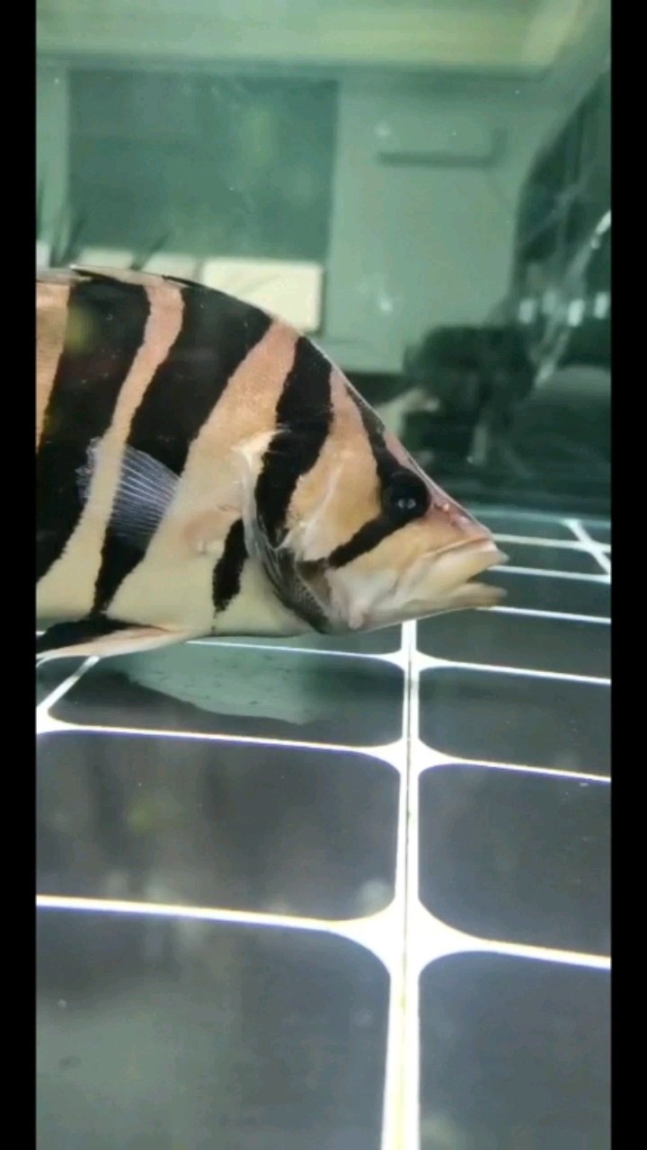虎魚受傷該怎么治療求大神指導