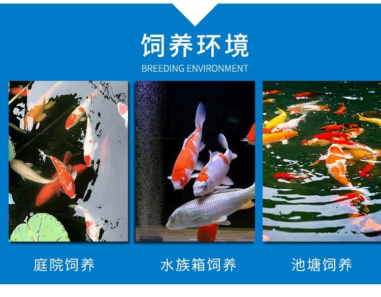 虎魚受傷該怎么治療求大神指導