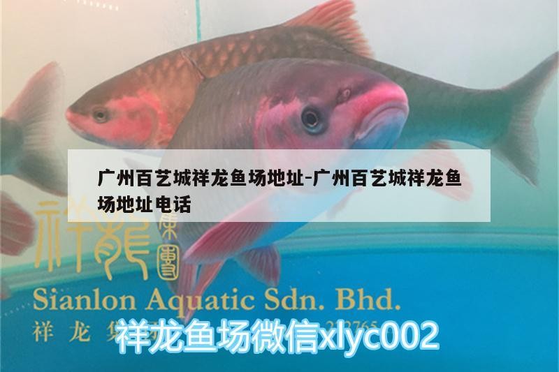 廣州百藝城祥龍魚場地址:廣州百藝城祥龍魚場地址電話