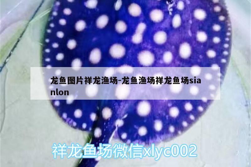 龍魚圖片祥龍漁場:龍魚漁場祥龍魚場sianlon
