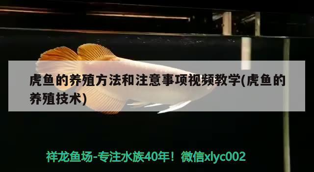 虎魚的養殖方法和注意事項視頻教學(虎魚的養殖技術)