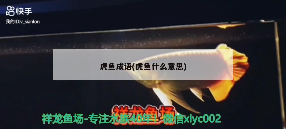 虎魚成語(虎魚什么意思)