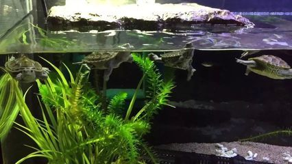 側濾魚缸改濾桶過濾：側濾魚缸與濾桶過濾的區別 側濾魚缸改濾桶過濾：側濾魚缸與濾桶過濾的區別 魚缸百科 第4張
