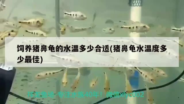 飼養豬鼻龜的水溫多少合適(豬鼻龜水溫度多少最佳)