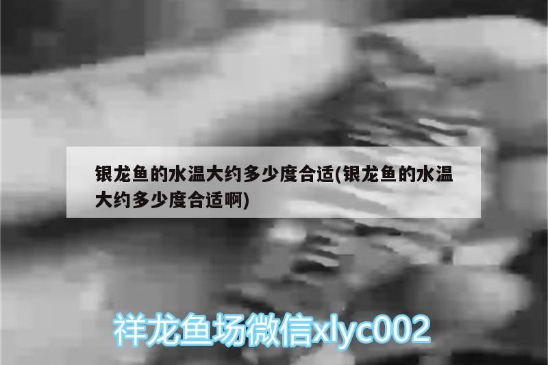 銀龍魚的水溫大約多少度合適(銀龍魚的水溫大約多少度合適啊) 銀龍魚的水溫大約多少度合適(銀龍魚的水溫大約多少度合適啊) 銀龍魚百科