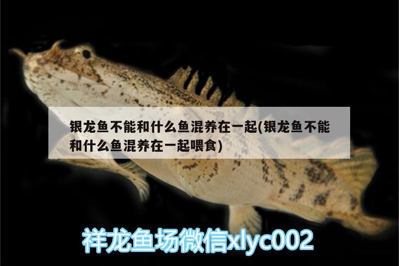 銀龍魚不能和什么魚混養在一起(銀龍魚不能和什么魚混養在一起喂食) 銀龍魚不能和什么魚混養在一起(銀龍魚不能和什么魚混養在一起喂食) 銀龍魚百科