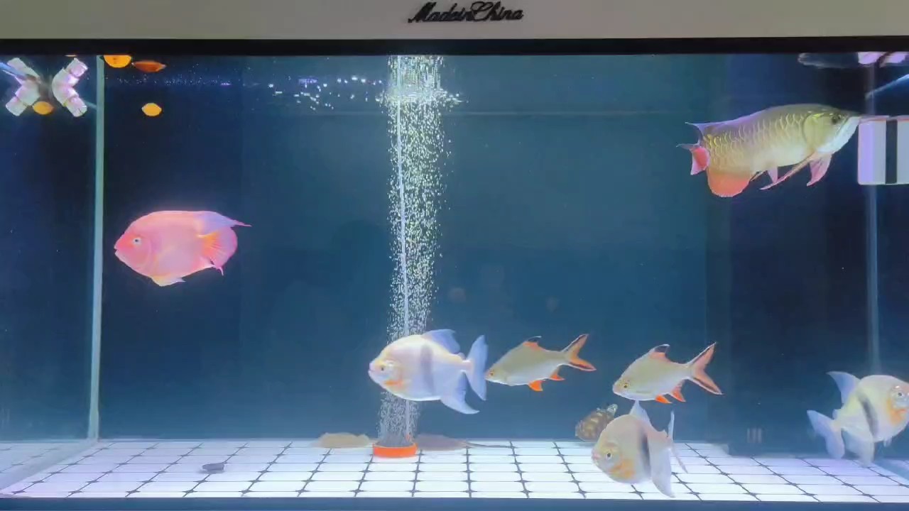 小金龍成長記第 228 小金龍成長記第 228 龍魚論壇
