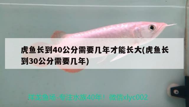 虎魚長到40公分需要幾年才能長大(虎魚長到30公分需要幾年) 虎魚長到40公分需要幾年才能長大(虎魚長到30公分需要幾年) 虎魚百科