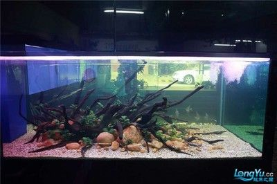 大型生態魚缸造景：大型生態魚缸的選擇 大型生態魚缸造景：大型生態魚缸的選擇 魚缸百科 第1張