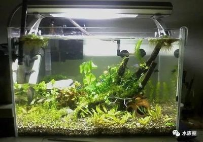 大型生態魚缸造景：大型生態魚缸的選擇 大型生態魚缸造景：大型生態魚缸的選擇 魚缸百科 第3張