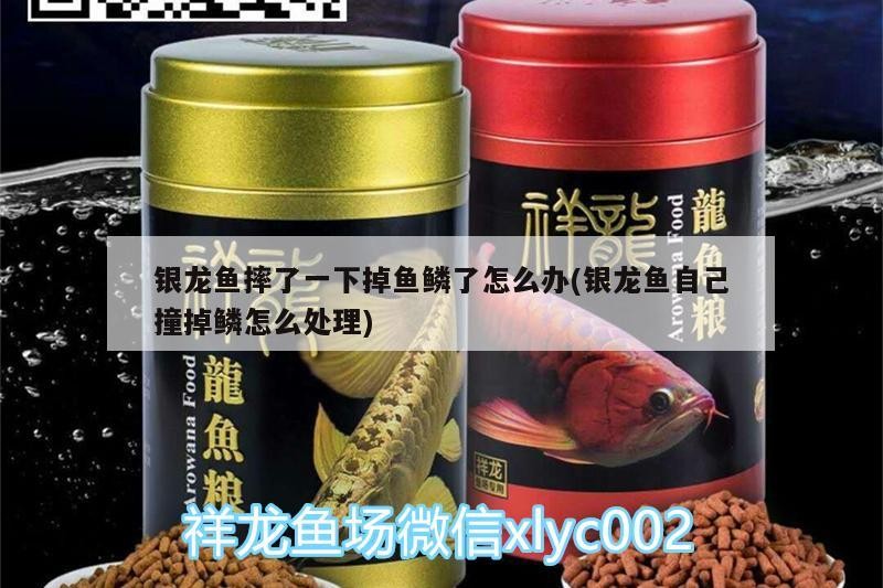 銀龍魚摔了一下掉魚鱗了怎么辦(銀龍魚自己撞掉鱗怎么處理) 銀龍魚摔了一下掉魚鱗了怎么辦(銀龍魚自己撞掉鱗怎么處理) 銀龍魚百科