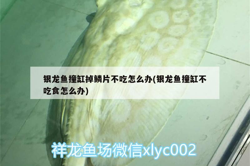 銀龍魚撞缸掉鱗片不吃怎么辦(銀龍魚撞缸不吃食怎么辦)
