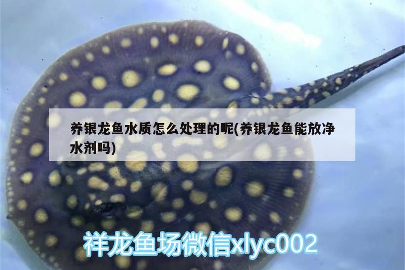 養銀龍魚水質怎么處理的呢(養銀龍魚能放凈水劑嗎) 養銀龍魚水質怎么處理的呢(養銀龍魚能放凈水劑嗎) 銀龍魚百科