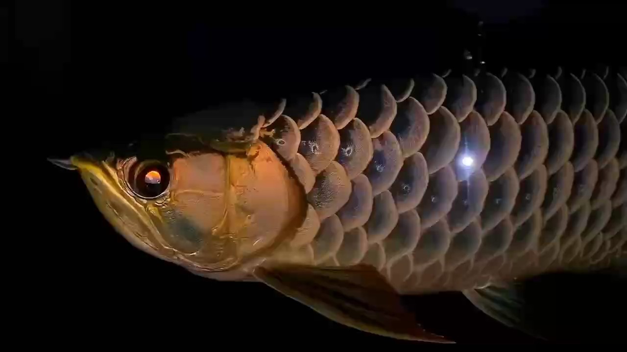 早早早早早 早早早早早 龍魚論壇