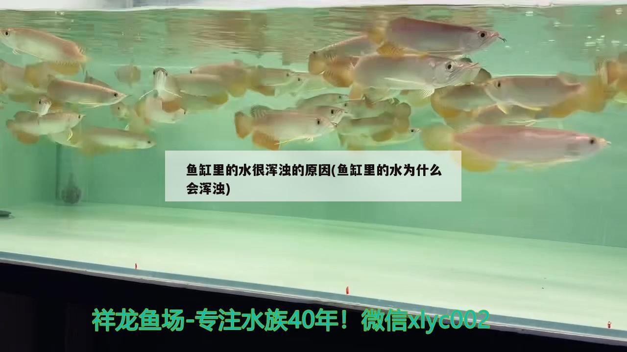 魚缸里的水很渾濁的原因(魚缸里的水為什么會渾濁)