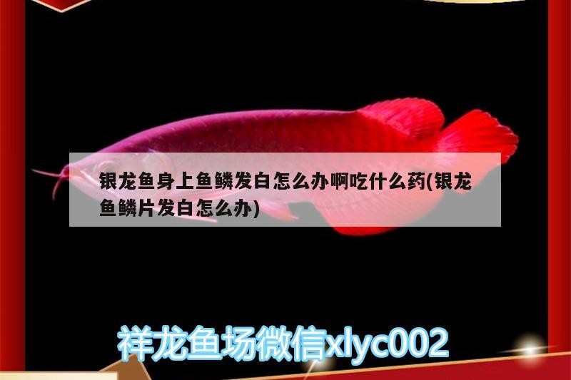 銀龍魚身上魚鱗發白怎么辦啊吃什么藥(銀龍魚鱗片發白怎么辦)