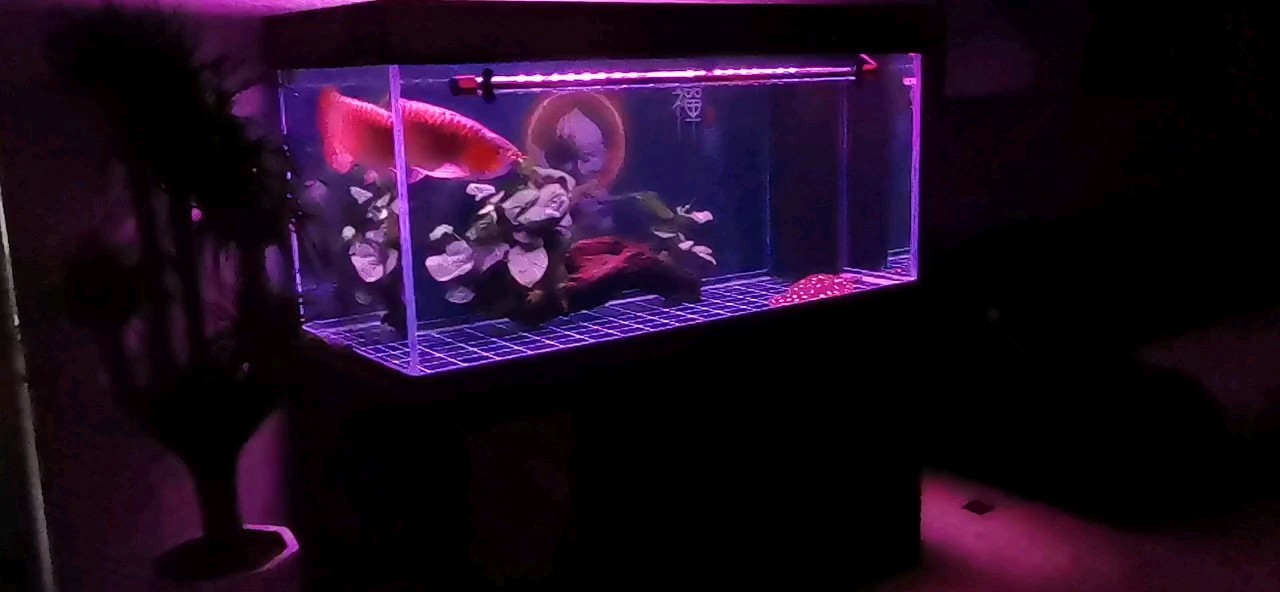 周四快樂 周四快樂 龍魚論壇
