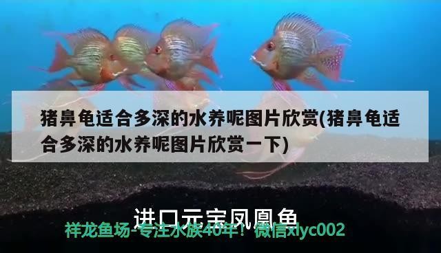豬鼻龜適合多深的水養(yǎng)呢圖片欣賞(豬鼻龜適合多深的水養(yǎng)呢圖片欣賞一下)